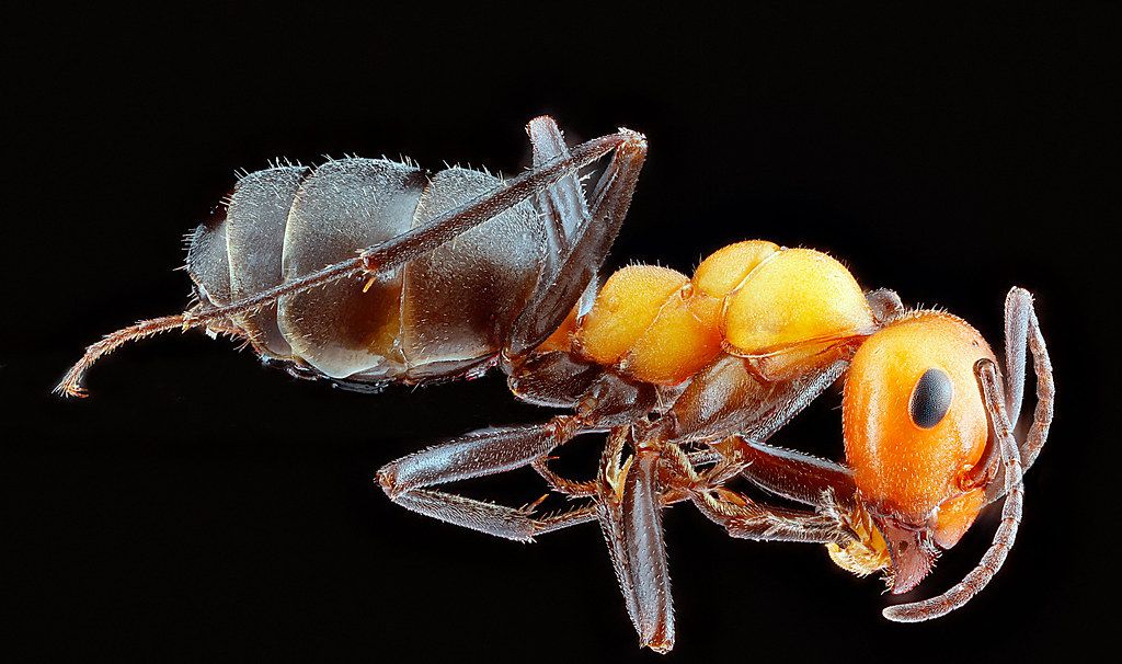 Ant Control service in Beaverton, OR