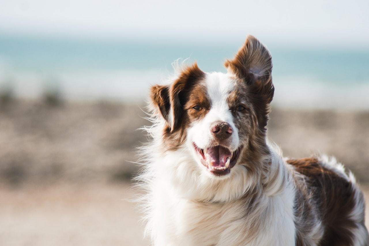 Flea & Tick Control service in Beaverton, OR