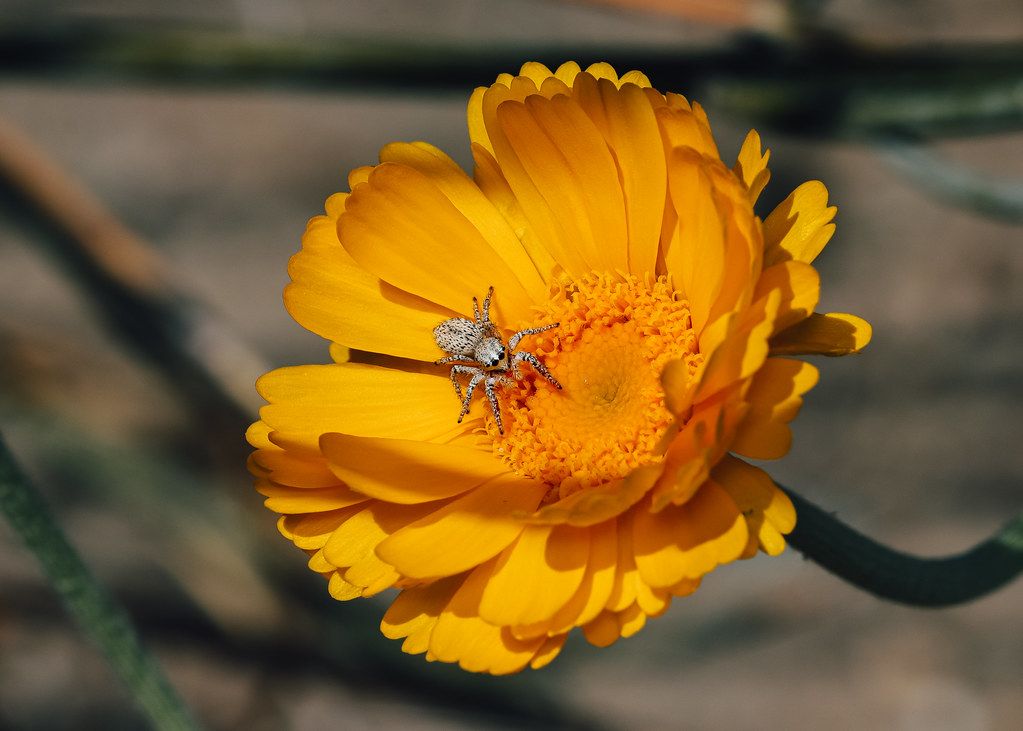 Spider Control service in Beaverton, OR